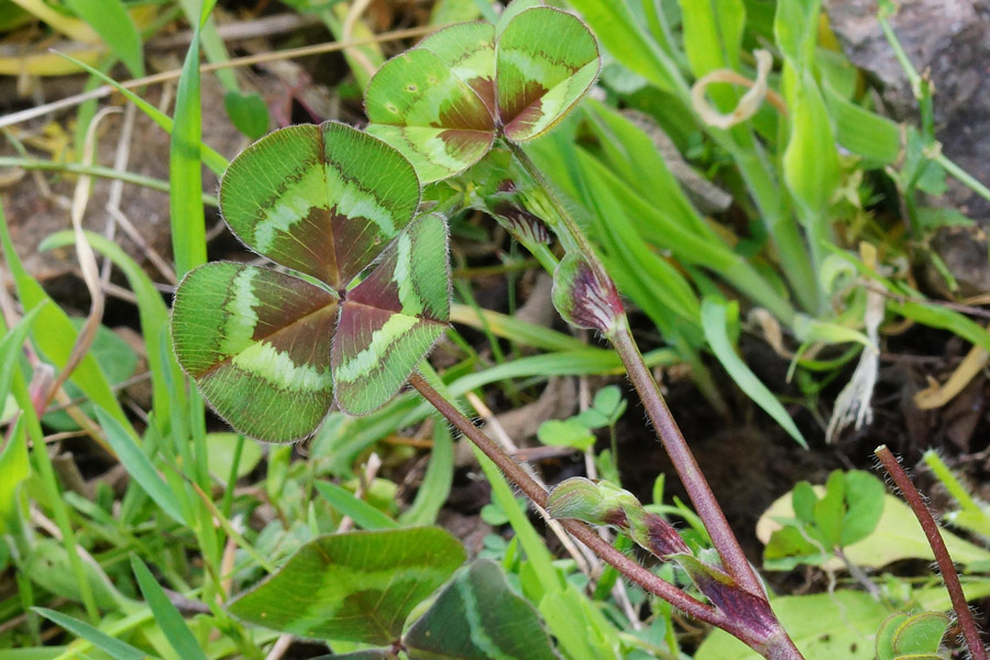 Trifolium subterraneum subsp. oxaloides / Trifoglio simile all''acetosella